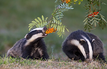 Badgers eating rowan berries in summer GB