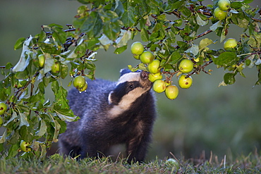 Badger eating crabapple in summer GB