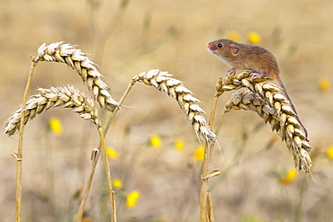 Harvest mouse on wheat in summer GB