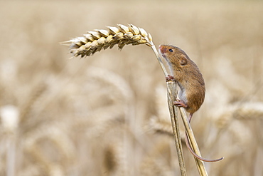 Harvest mouse on wheat in summer GB