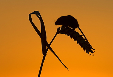 Harvest mouse on wheat in summer GB