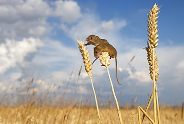 Harvest mouses on wheat in summer GB