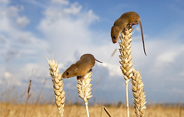 Harvest mouses on wheat in summer GB