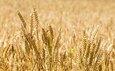 Harvest mouse on wheat in summer GB