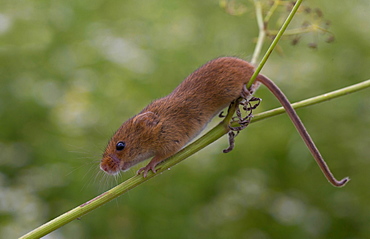 Harvest mouse on wild parsley in summer GB