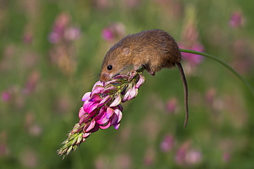 Harvest mouse on a flower in summer GB