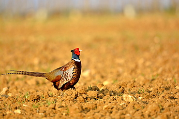 Ring-necked Pheasant in a plowed field, Burgundy France