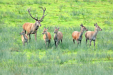 Red deers in clearing, Boutissaint Burgundy France