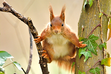 Red squirrel between two trunks, Ile-de-France France