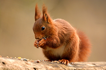 Red squirrel eating seeds, Finland 