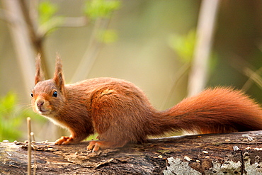 Red squirrel on a tree trunk lying, Finland 