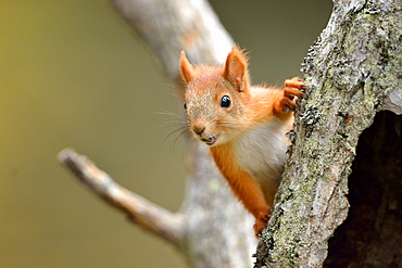 Red squirrel on a tree trunk, Finland 