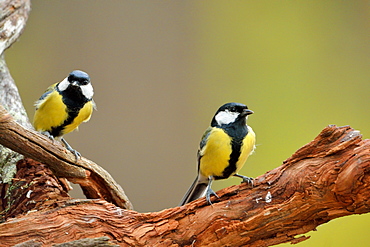 Great Tits on a branch, Finland 