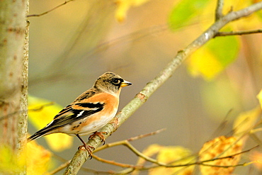 Brambling male on a branch north, Finland