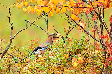 Eurasian Jay in the bushes in the autumn, Finland 