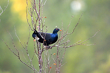 Male black grouse on a branch in autumn, Finland