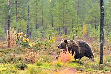 Brown bear walking in a clearing in the fall, Finland 