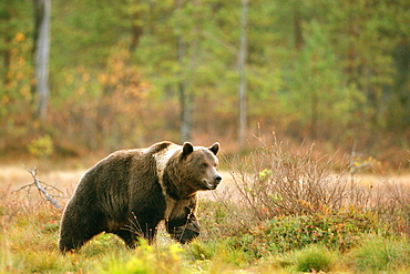 Brown bear walking in a clearing in the fall, Finland 