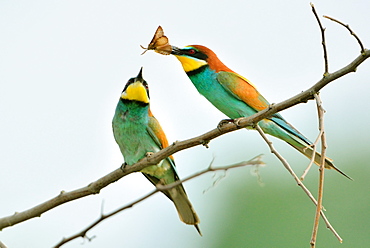 European bee-eater courtship on branch -Loire Valley France 