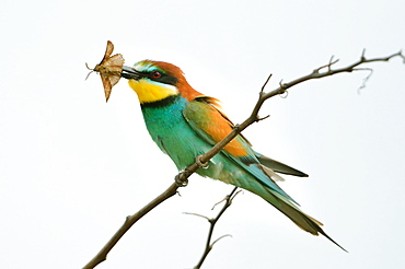 European bee-eater with prey on branch -Loire Valley France 