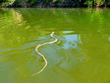 Snake swimming in the Loire river, Loire Valley France 