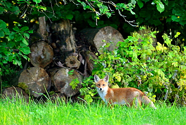 Red fox near the forest, Burgundy France