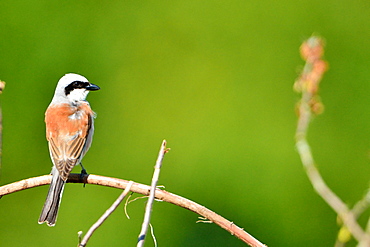 Red-backed Shrike on a branch, Burgundy France 