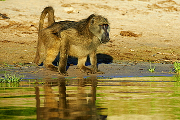 Chacma baboon drinking on bank at dawn, Chobe Botswana