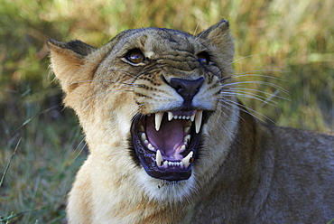 Portrait of aggressive male Lion, Botswana 