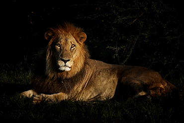 Male lion lying in savannah at dawn, Botswana 