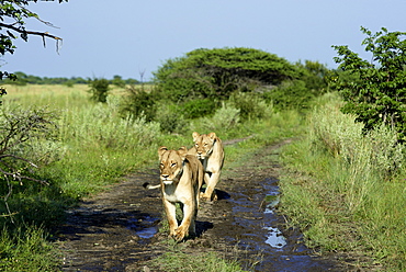 Lioness walking on a track at dawn, Kalahari Botswana