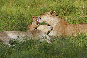 Lioness and cub licking in the grass, Okavango Botswana 