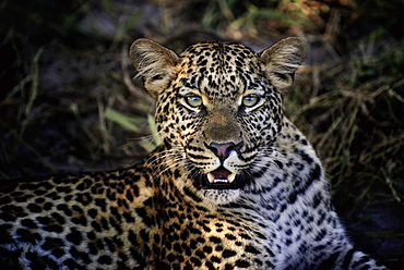 Portrait of female Leopard, Botswana Okavango