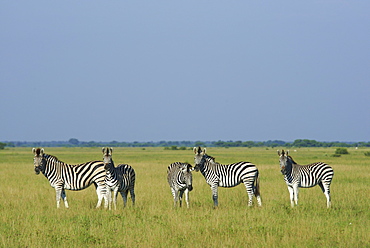 Burchell's zebras, Kalahari Botswana 