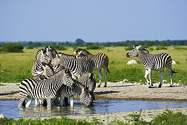 Burchell's zebras, Kalahari Botswana 