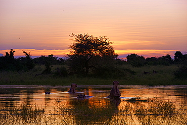 Hippos in the water at sunset, Okavango Botswana 