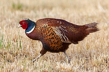 Ring-necked Pheasant male in the dry grass, France