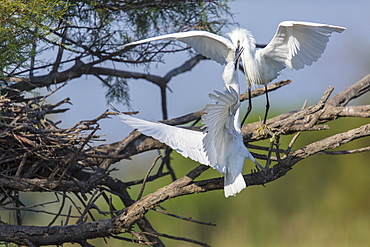 Little Egrets on a branch, Camargue France 