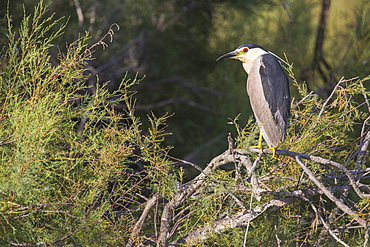 Night heron on a branch, Camargue France