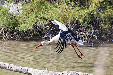 White stork flying over water, Camargue France