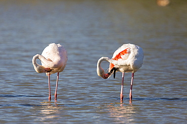 Rosy Greater Flamingos grooming in water, Camargue France