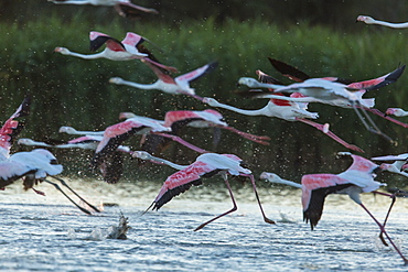 Rosy Greater Flamingos flying away, Camargue France