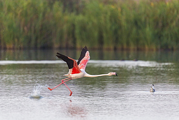 Rosy Greater Flamingo flying away, Camargue France