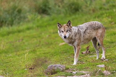 Eurasian Tundra Wolf, Wolf Park of Gevaudan France 