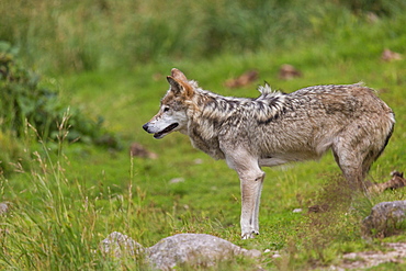 Eurasian Tundra Wolf, Wolf Park of Gevaudan France 