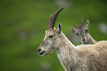 Alpine Ibex female and young, Alps Valais Switzerland 