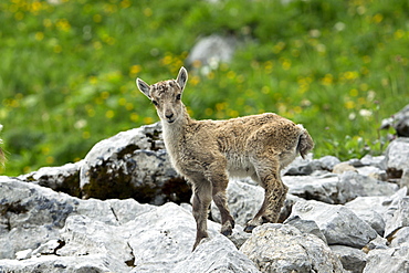 Alpine Ibex young on rock, Alps Valais Switzerland 