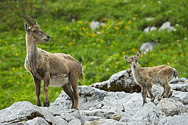 Alpine Ibex female and young, Alps Valais Switzerland 