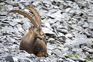 Alpine Ibex male at rest on rock, Alps Valais Switzerland 