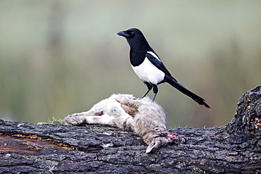 Magpie on dead rabbit, Midlands UK 